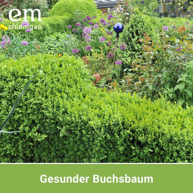 Vorschaubild 5